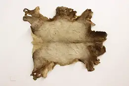 Farmhouse Vintage 6' Tanned Elk Hide Wall Mount or Rug #58631