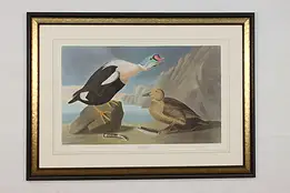 King Duck Bird Antique Lithograph after Audubon 50" #59841