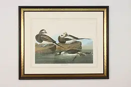 Long Tailed Duck Bird Antique Lithograph after Audubon 43" #59844