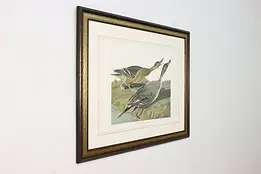 Pintail Ducks Antique Lithograph after Audubon 43.5" #59845
