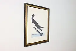 Booby Gannet Bird Antique Lithograph after Audubon 39.5" #59846