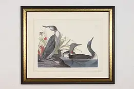 Red Throated Loon Antique Lithograph after Audubon 42" #59848