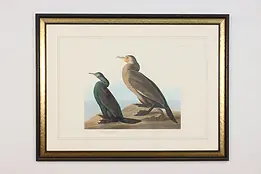 Cormorant Birds Antique Lithograph after Audubon 50" #59842