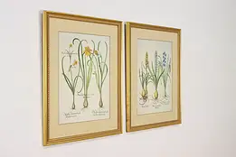 Pair of Antique Botanical Flower Prints after Besler 25" #59669
