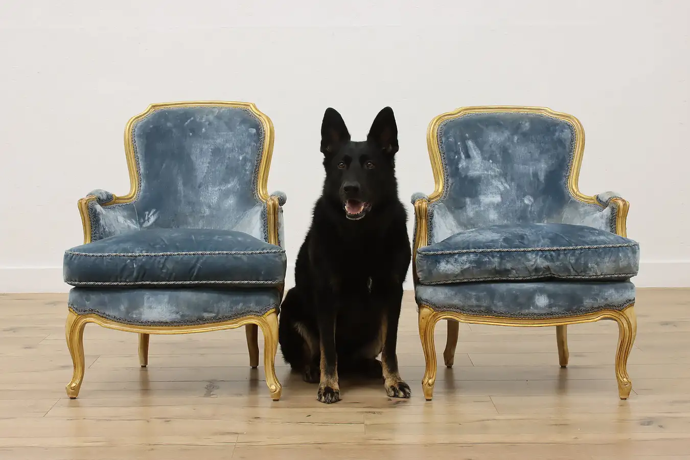 Main image of Pair of French Vintage Gilt & Velvet Parlor Accent Chairs