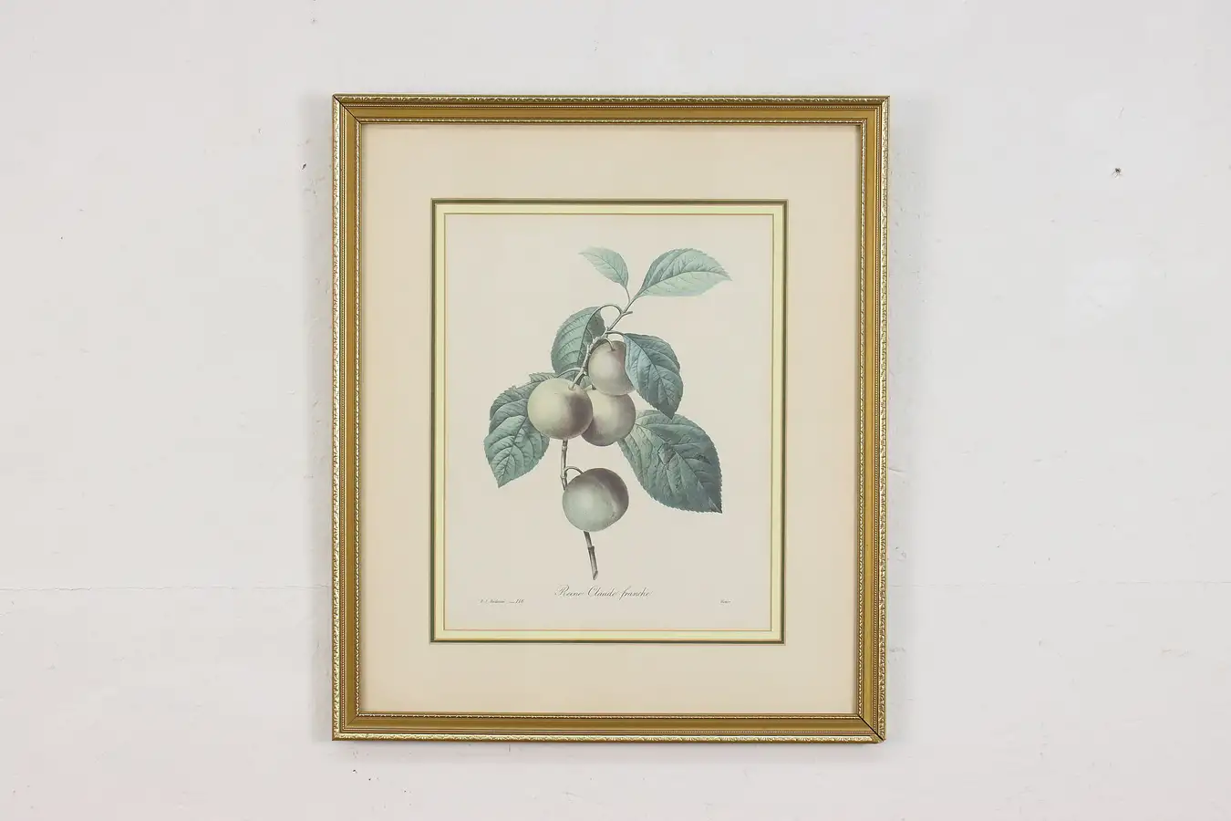 Main image of Reine-Claude Plum Antique Botanical Print, Redoute 18.5"