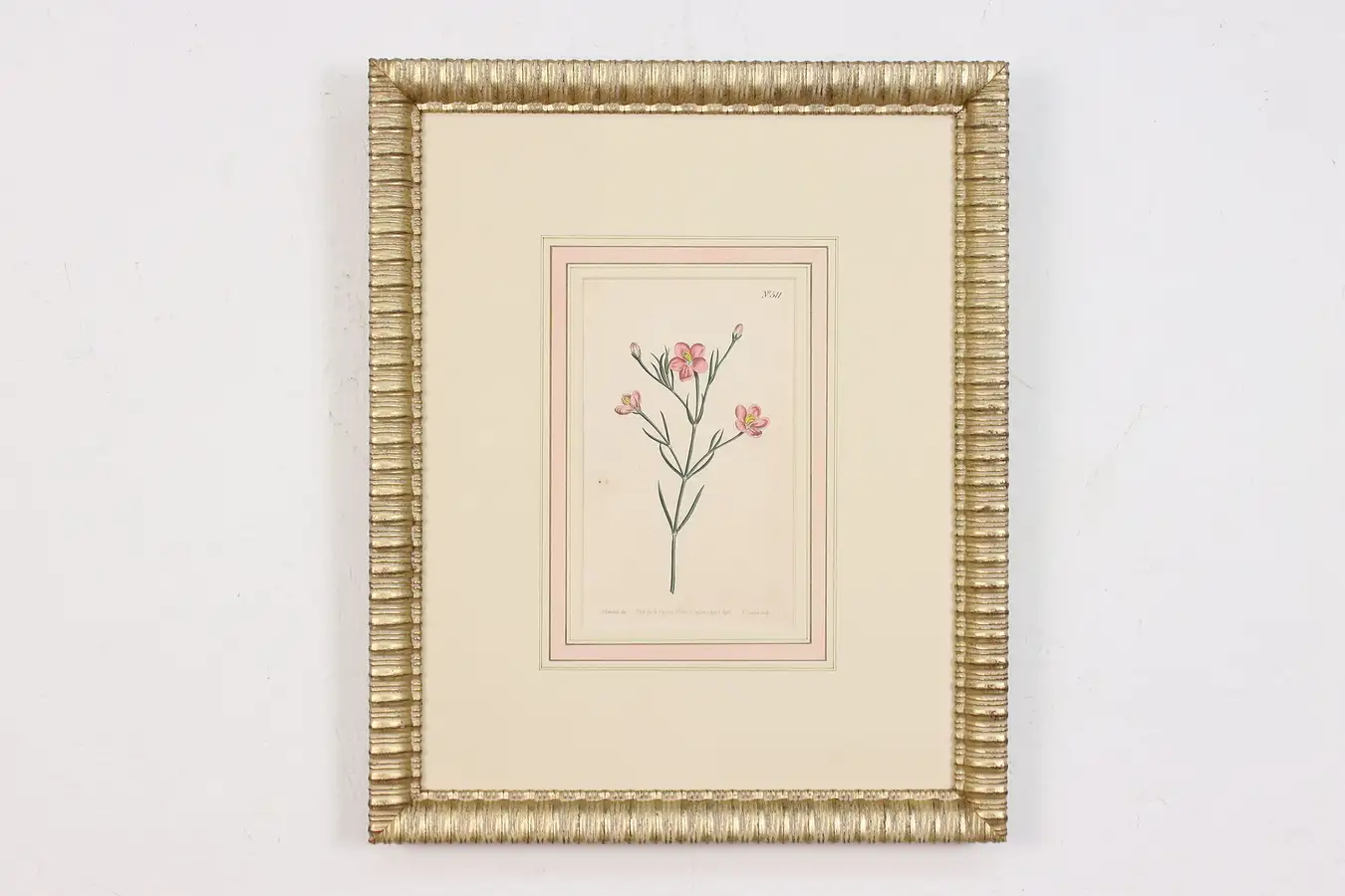 Main image of Engraved & Colored Antique Botanical Print, Edwards 18"