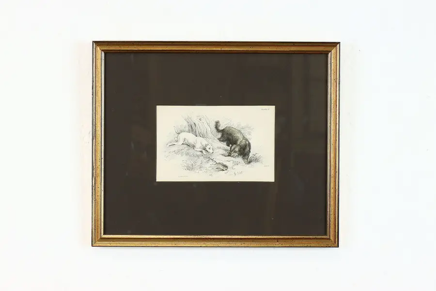 Photo of Terriers Antique Scottish Hand Colored Engraving after Stewart 12.5"