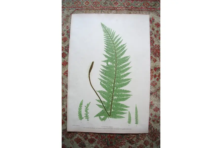 Photo of Print from Moore The Ferns of Great Britain Ireland