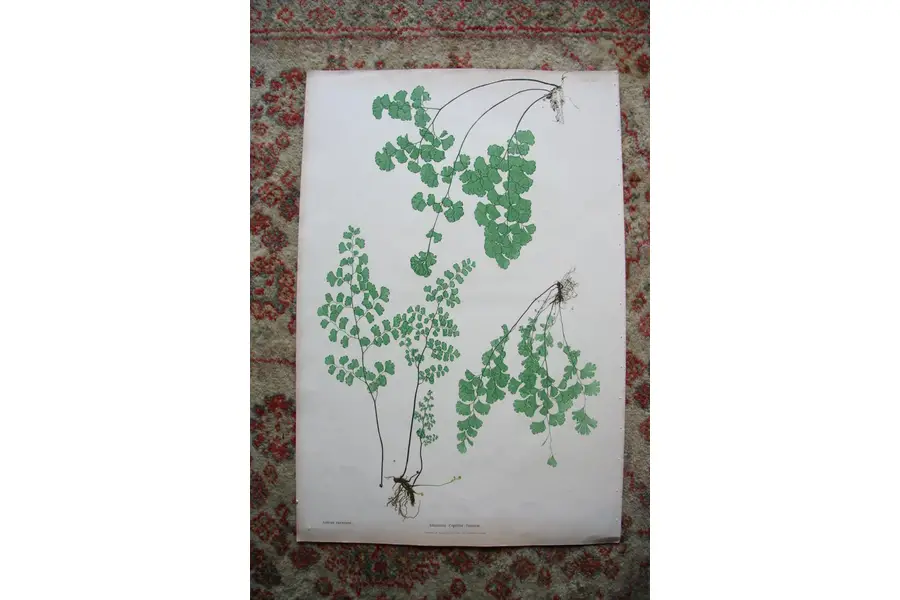 Photo of Print from Moore The Ferns of Great Britain Ireland