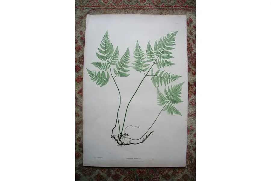 Photo of Print from Moore The Ferns of Great Britain Ireland