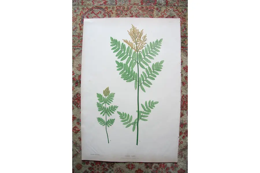 Photo of Print from Moore The Ferns of Great Britain Ireland