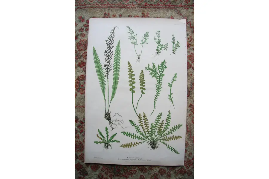 Photo of Print from Moore The Ferns of Great Britain Ireland