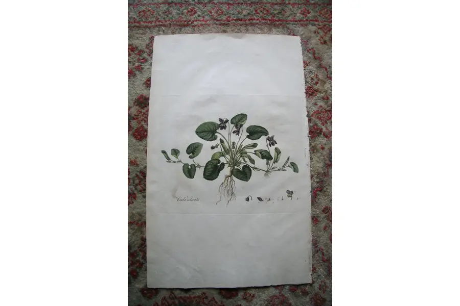 Photo of Print from 1777 Volumn W. Curtis Flora Londinensis