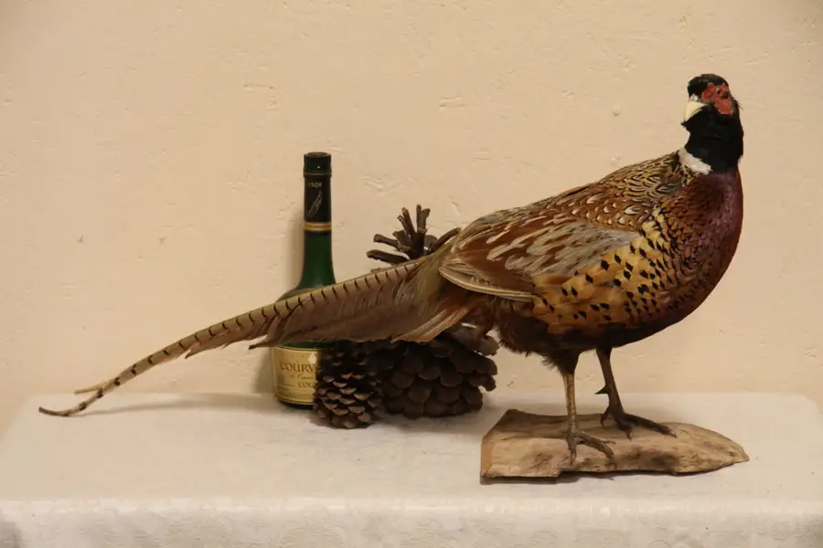 Photo of Taxidermy Mounted Ring Neck Standing Pheasant