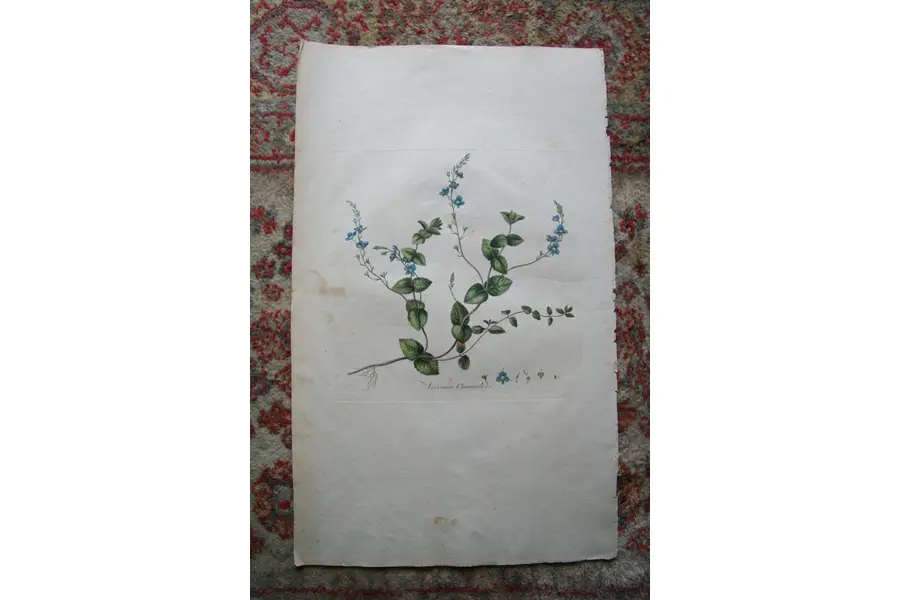 Photo of Print from 1777 Volumn W. Curtis Flora Londinensis