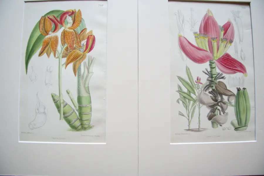 Photo of Pair of Prints Curtis Botanical Magazine 3rd Series