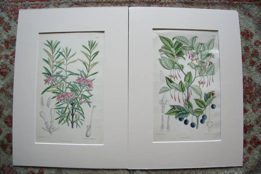 Photo of Pair of Prints Curtis Botanical Magazine 3rd Series