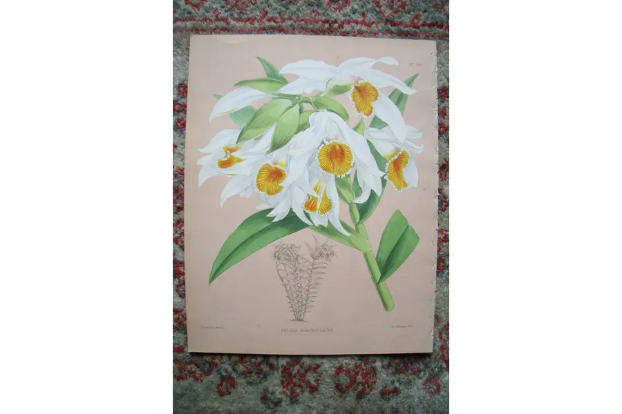 Photo of A Print from The Orchid Album, 1885, B.S. Williams