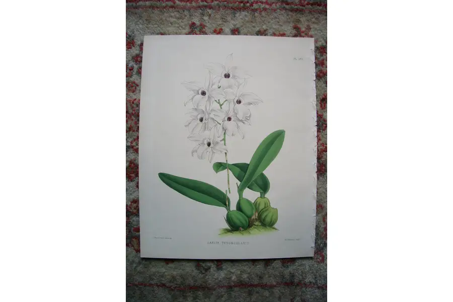 Photo of A Print from The Orchid Album, 1885, B.S. Williams