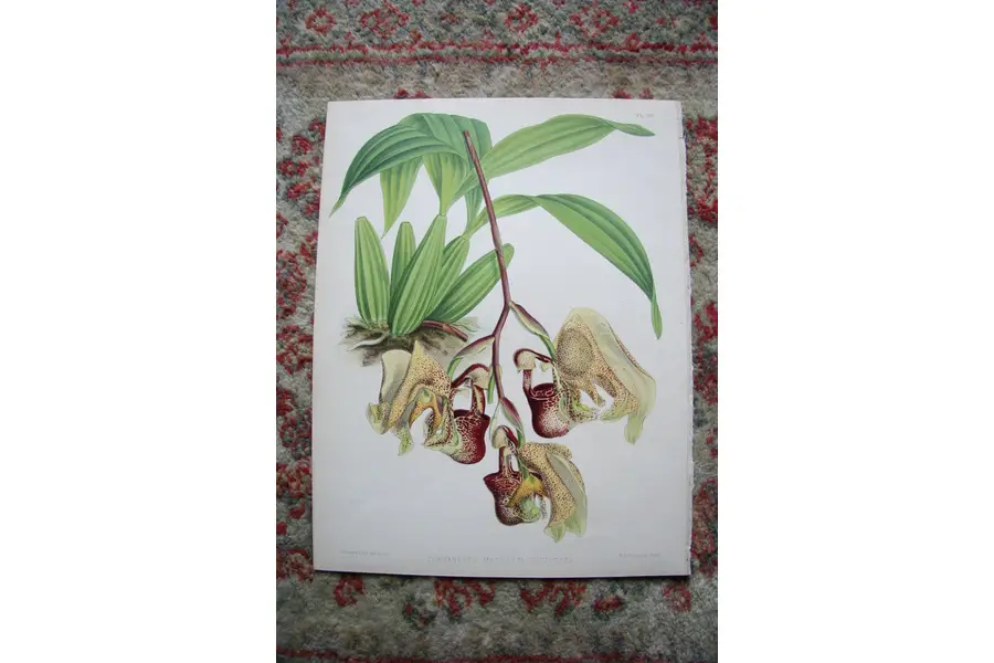 Photo of A Print from The Orchid Album, 1885, B.S. Williams