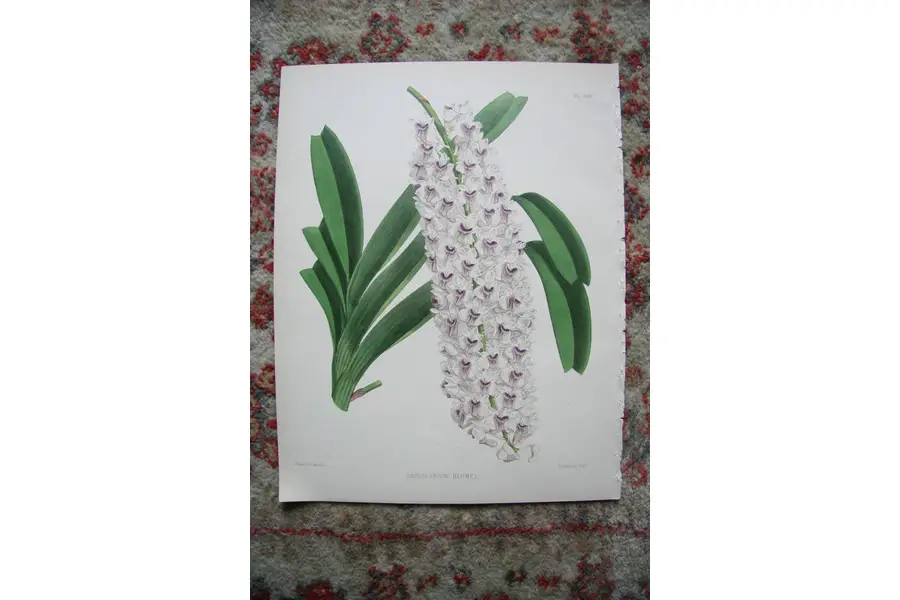 Photo of A Print from The Orchid Album, 1885, B.S. Williams