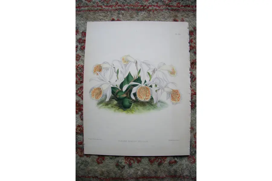 Photo of A Print from The Orchid Album, 1885, B.S. Williams