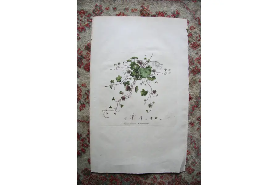 Photo of Print from 1777 Volumn W. Curtis Flora Londinensis