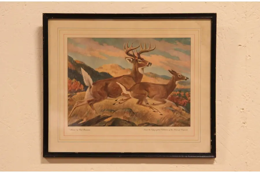 Photo of Deer Alarm by Bransom, Framed Print