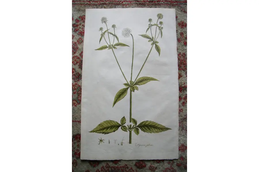 Photo of Print from 1777 Volumn W. Curtis Flora Londinensis