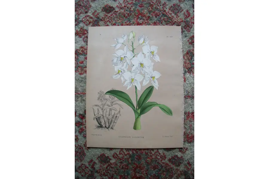 Photo of A Print from The Orchid Album, 1885, B.S. Williams
