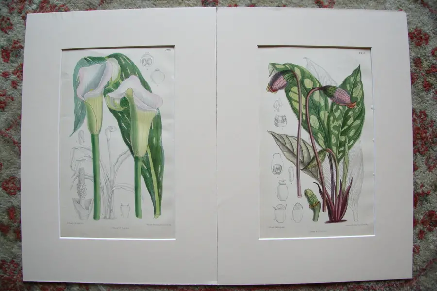 Photo of Pair of Prints Curtis Botanical Magazine 3rd Series