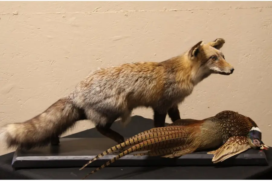Photo of Taxidermy Mounted Fox and Pheasant