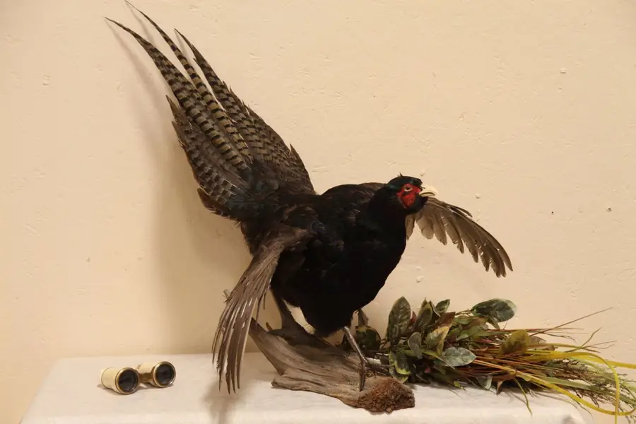 Photo of Taxidermy Mounted Standing Black Pheasant