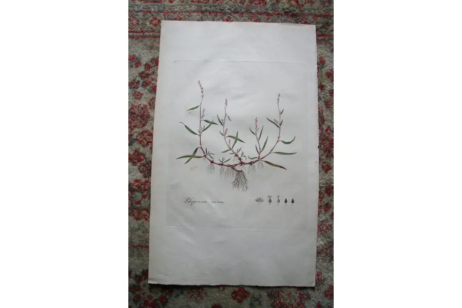 Photo of Print from 1777 Volumn W. Curtis Flora Londinensis