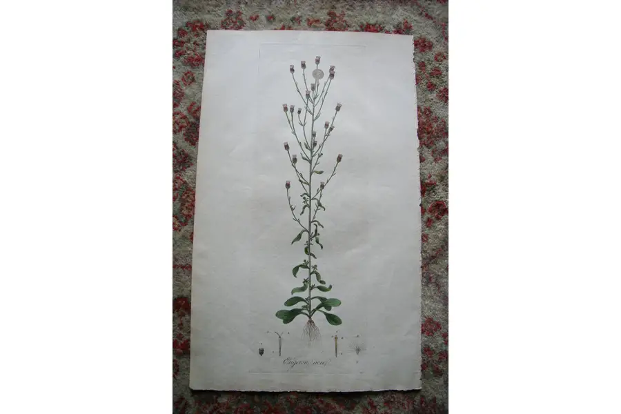 Photo of Print from 1777 Volumn W. Curtis Flora Londinensis