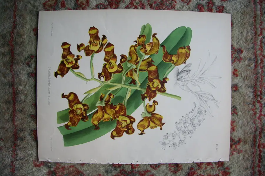 Photo of A Print from The Orchid Album, 1885, B.S. Williams