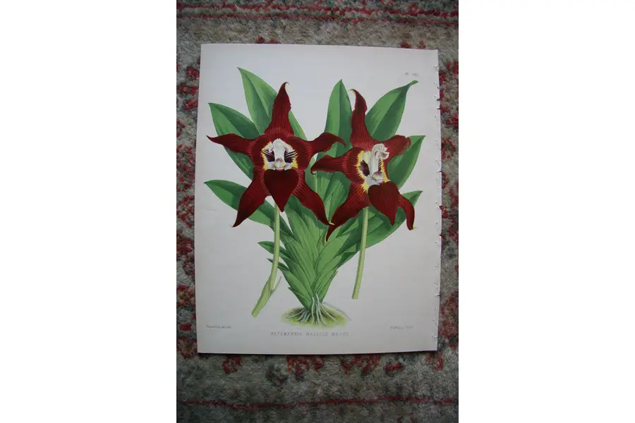 Photo of A Print from The Orchid Album, 1885, B.S. Williams