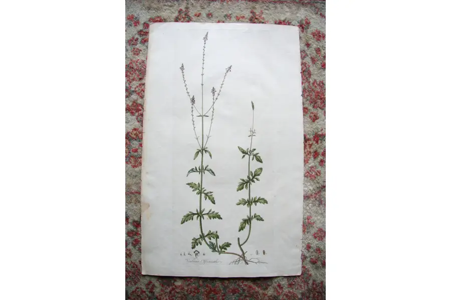 Photo of Print from 1777 Volumn W. Curtis Flora Londinensis