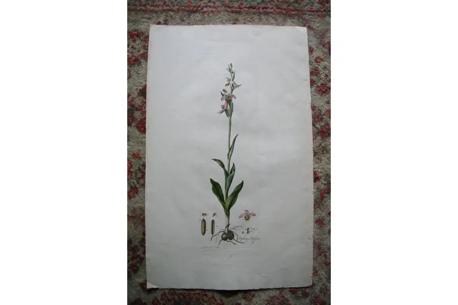 Photo of Print from 1777 Volumn W. Curtis Flora Londinensis