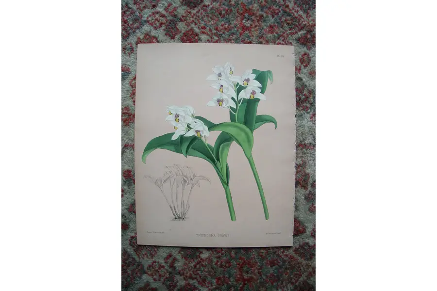 Photo of A Print from The Orchid Album, 1885, B.S. Williams