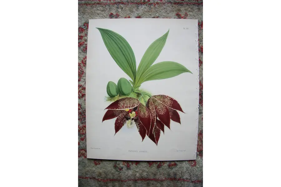 Photo of A Print from The Orchid Album, 1885, B.S. Williams