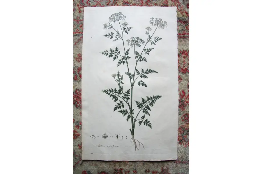 Photo of Print from 1777 Volumn W. Curtis Flora Londinensis