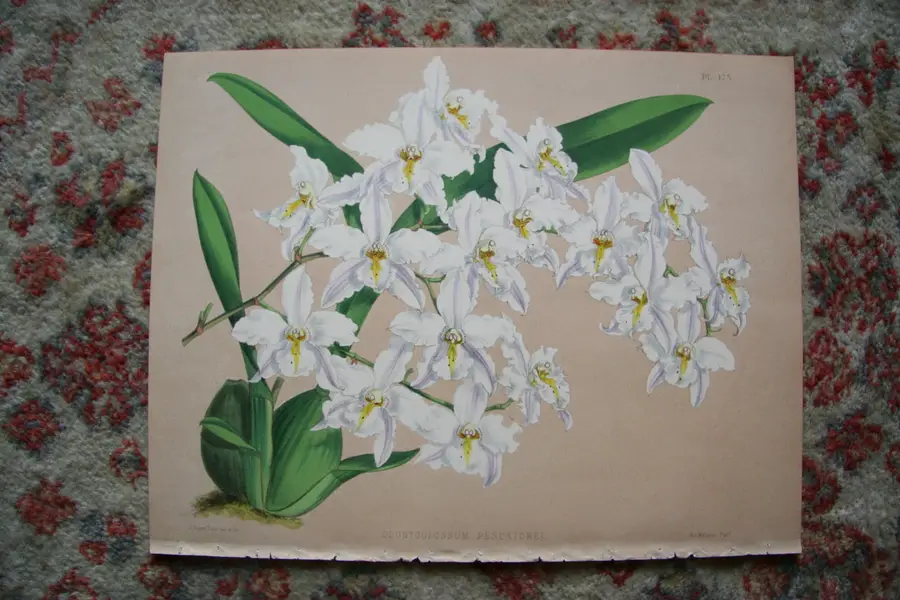 Photo of A Print from The Orchid Album, 1885, B.S. Williams