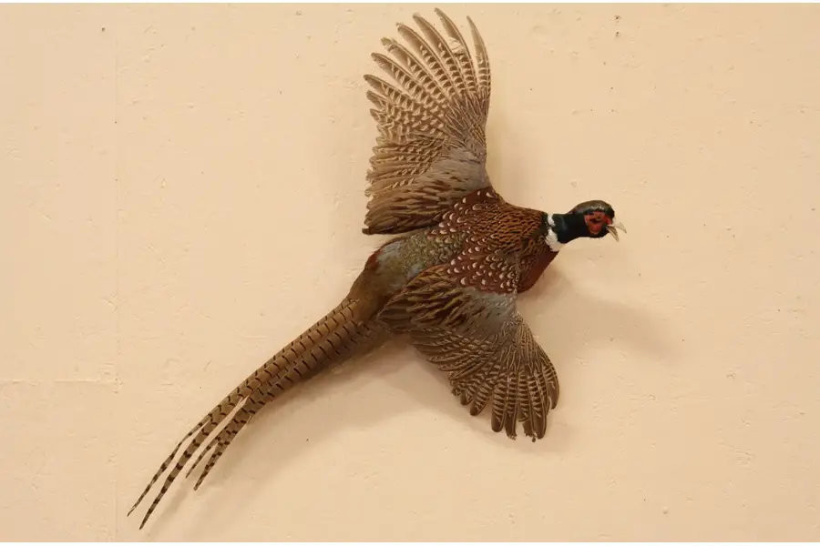 Photo of Taxidermy Mounted Ring Neck Flying Pheasant