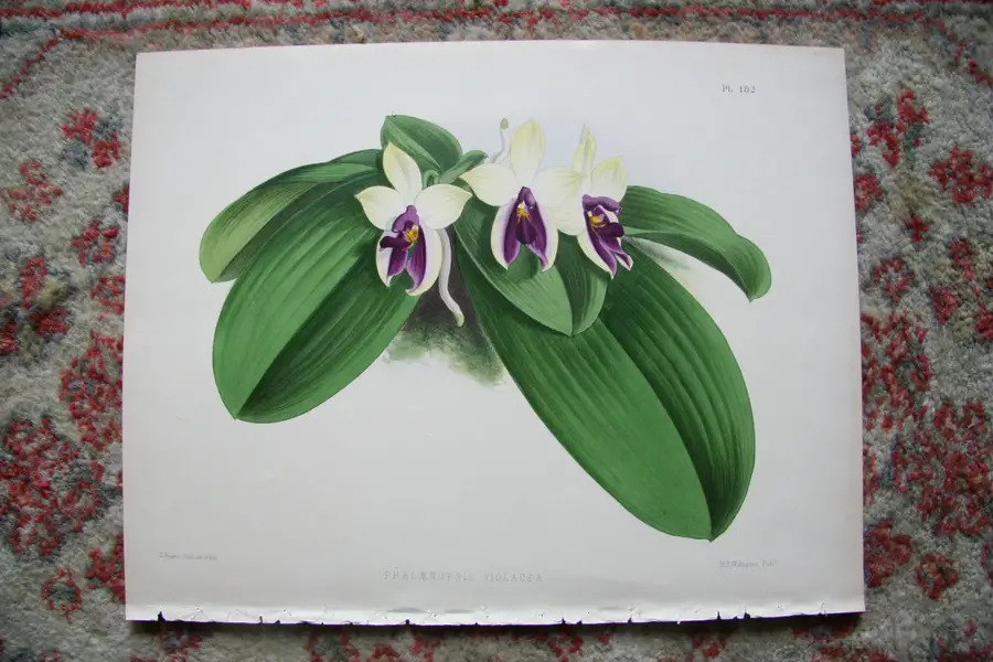 Photo of A Print from The Orchid Album, 1885, B.S. Williams