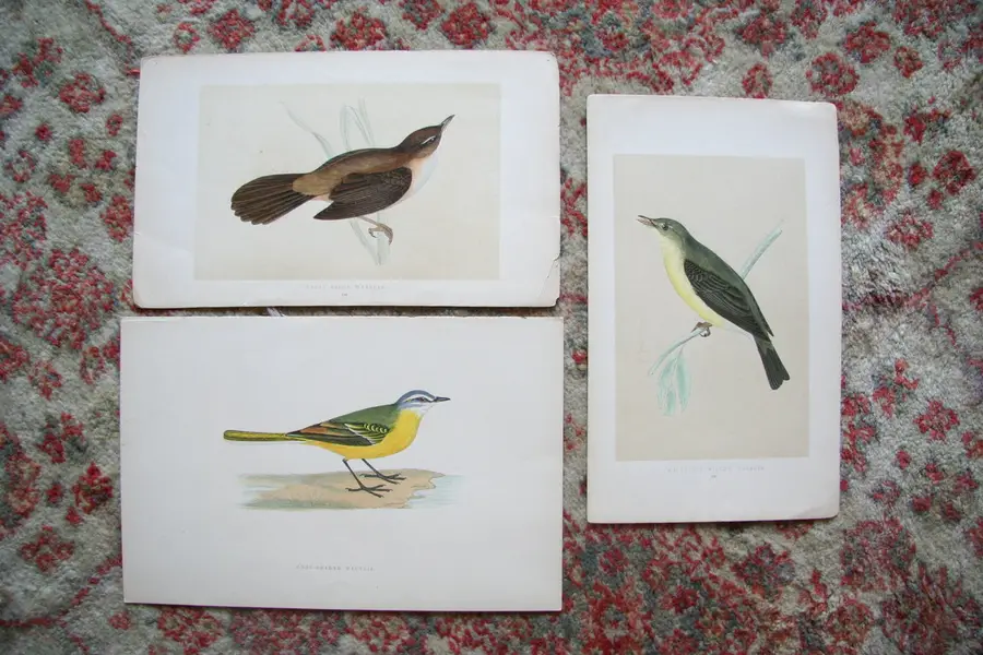 Photo of 3 Morris Birds Original Prints