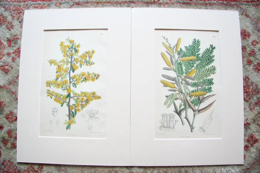 Photo of Pair of Prints Curtis Botanical Magazine 3rd Series