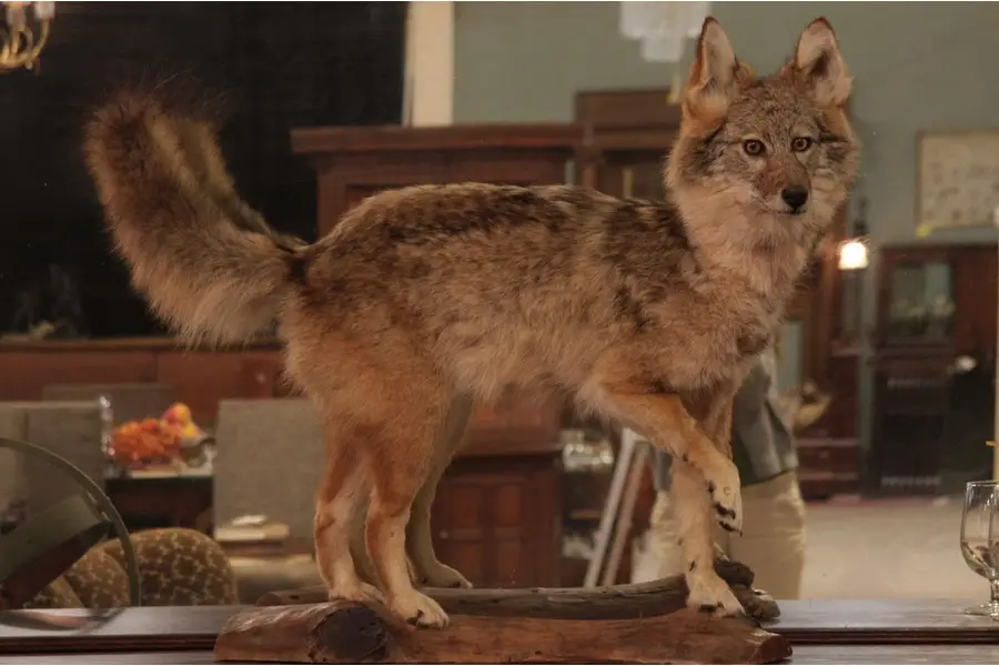 Photo of Taxidermy Mount of a Coyote