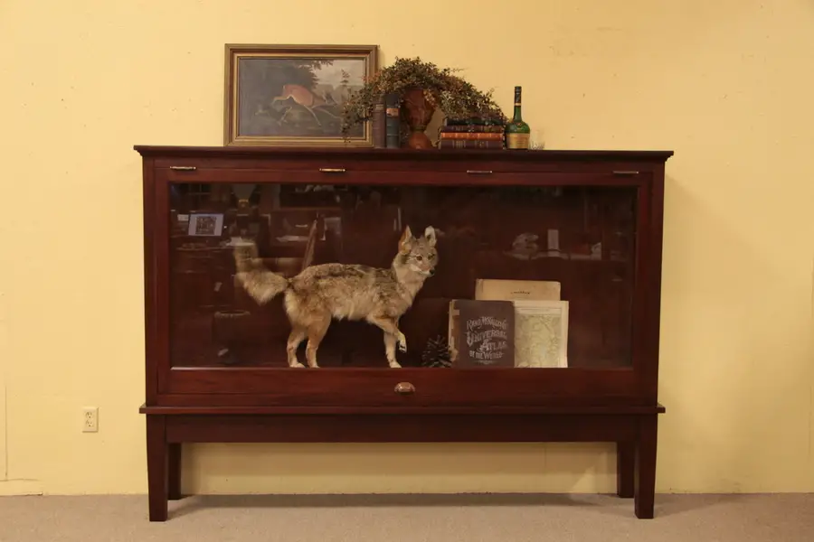 Photo of Mahogany Museum Trophy or Taxidermy Showcase